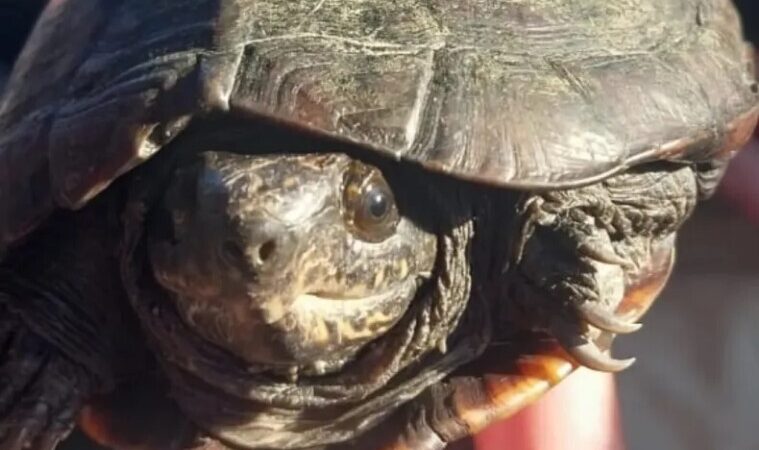 Registran por primera vez una tortuga escorpión en el Chaco