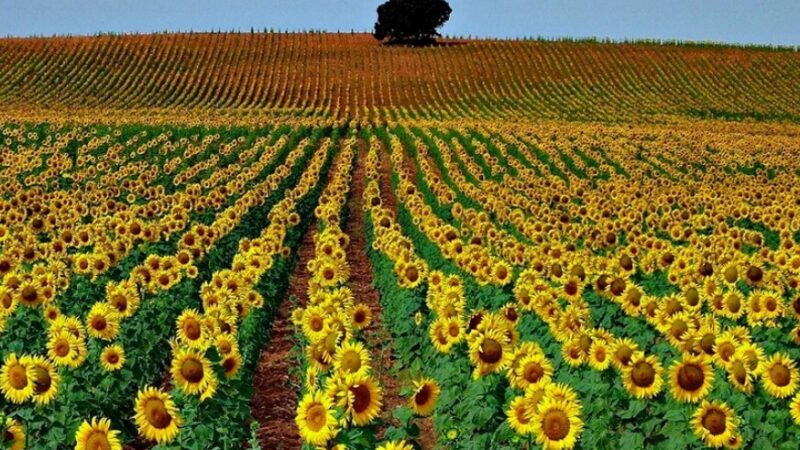 Expectativas positivas para la campaña de girasol en Avellaneda