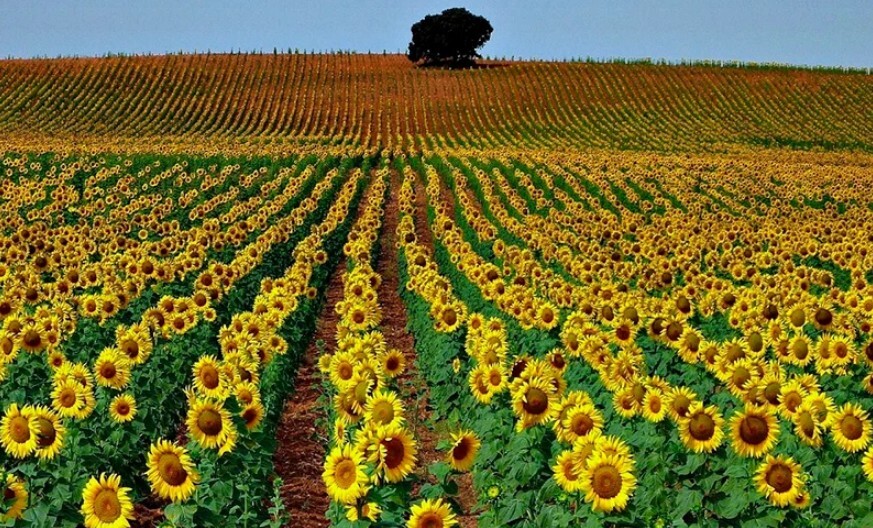 Expectativas positivas para la campaña de girasol en Avellaneda