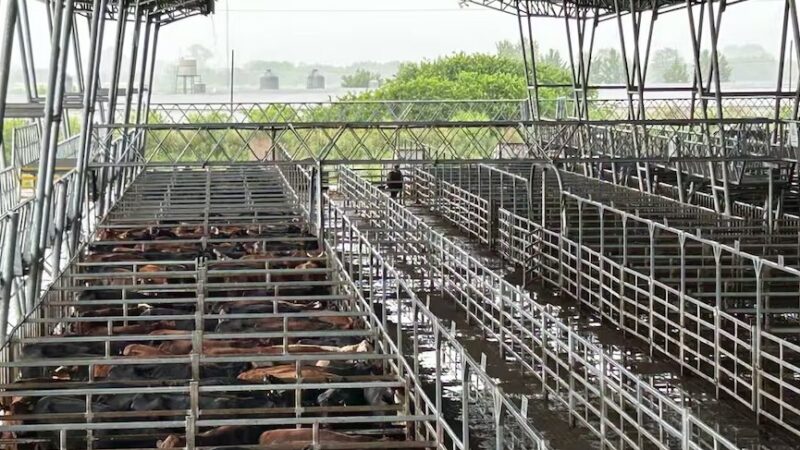 Cierre semanal en el Mercado Agroganadero de Cañuelas