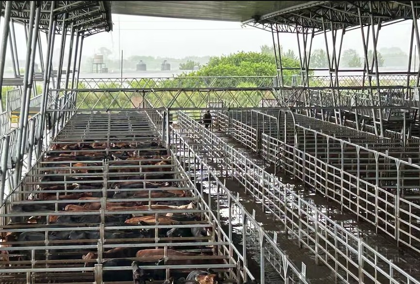 Cierre semanal en el Mercado Agroganadero de Cañuelas