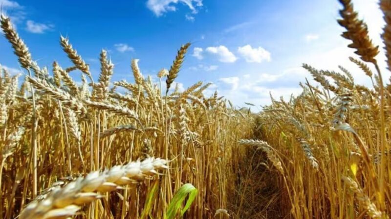 Santa Fe: cosecha de trigo supera expectativas con 944.650 tn