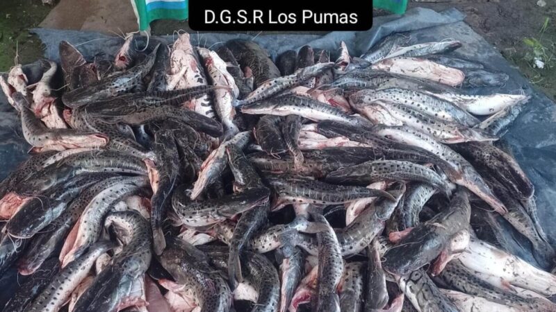 Florencia: secuestraron 152 kilos de surubíes fuera de medida