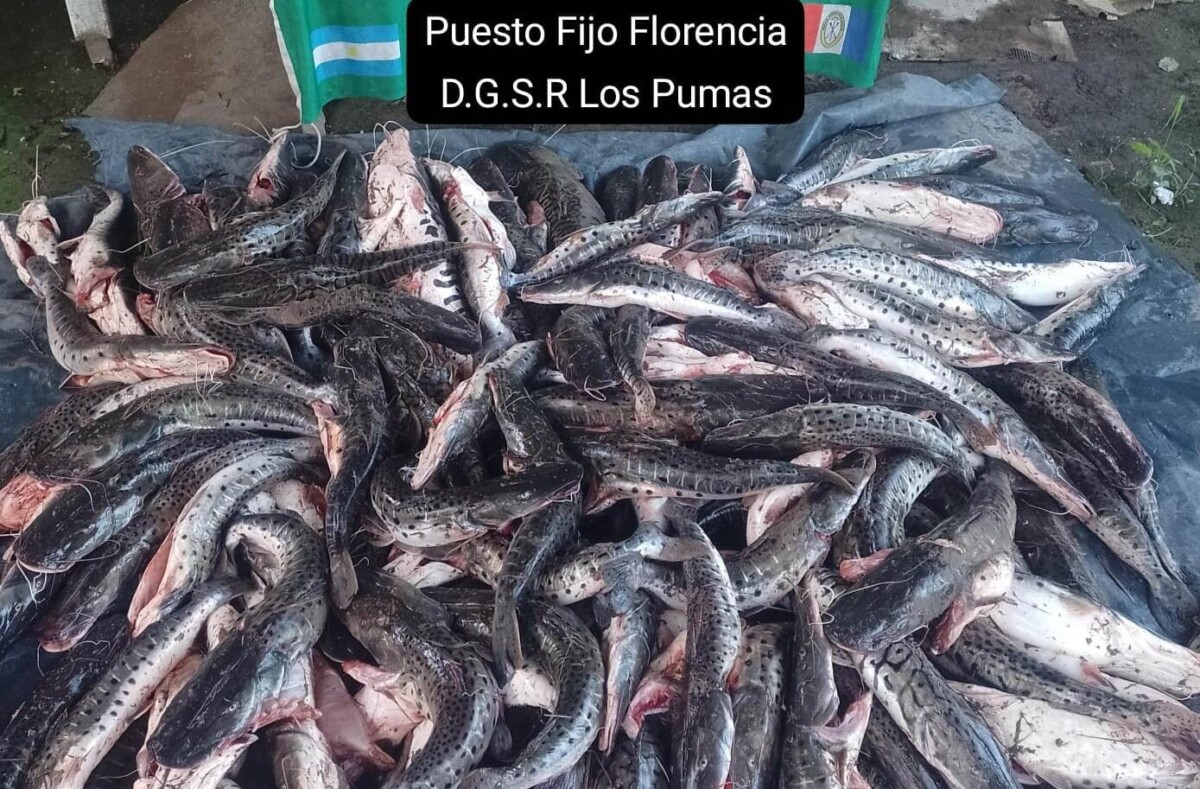 Florencia: secuestraron 152 kilos de surubíes fuera de medida
