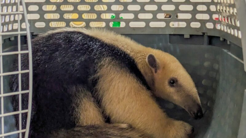 Tres animales silvestres rescatados y que estaban en cautiverio se recuperan en “La Esmeralda”