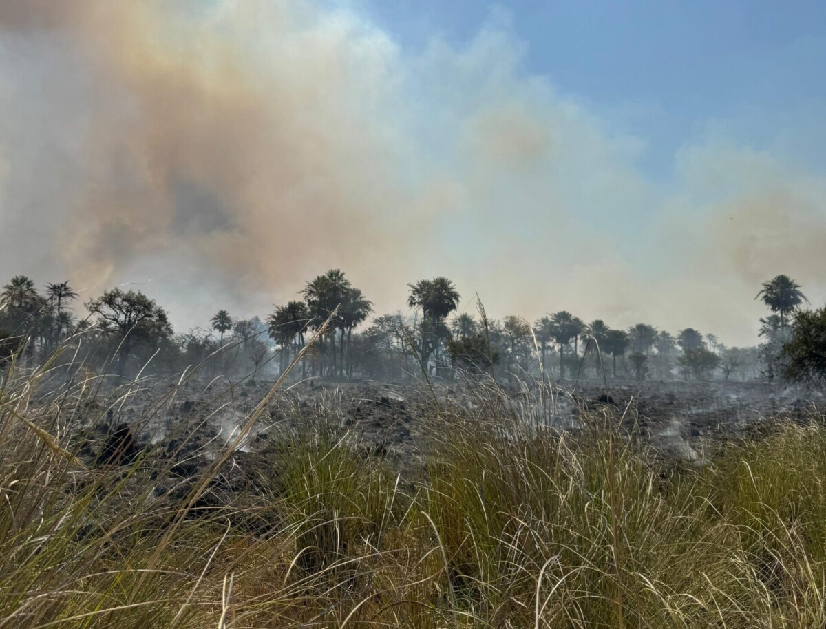 Más de mil hectáreas afectadas por un gran incendio en la zona de El Timbo