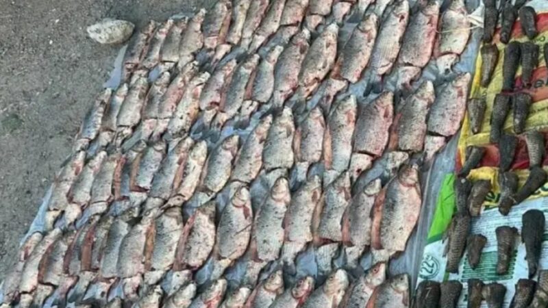 AVELLANEDA I Secuestran 80 kilos de sábalo en un control policial sobre la Ruta 11