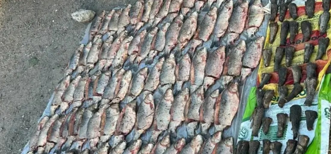 AVELLANEDA I Secuestran 80 kilos de sábalo en un control policial sobre la Ruta 11