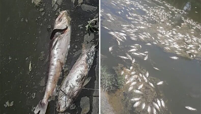 Aparecen miles de peces muertos en el arroyo El Rey