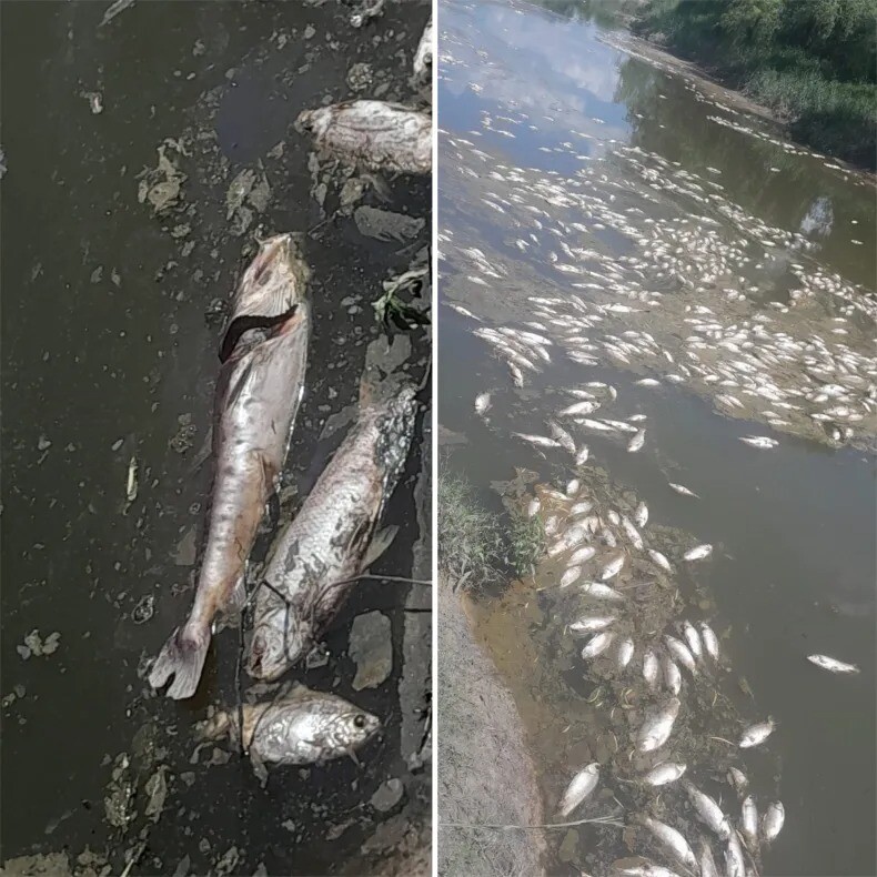 Aparecen miles de peces muertos en el arroyo El Rey