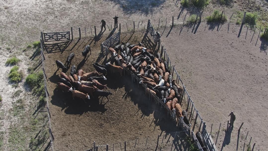 La Guardia Rural “Los Pumas” logró recuperar 77 animales vacunos