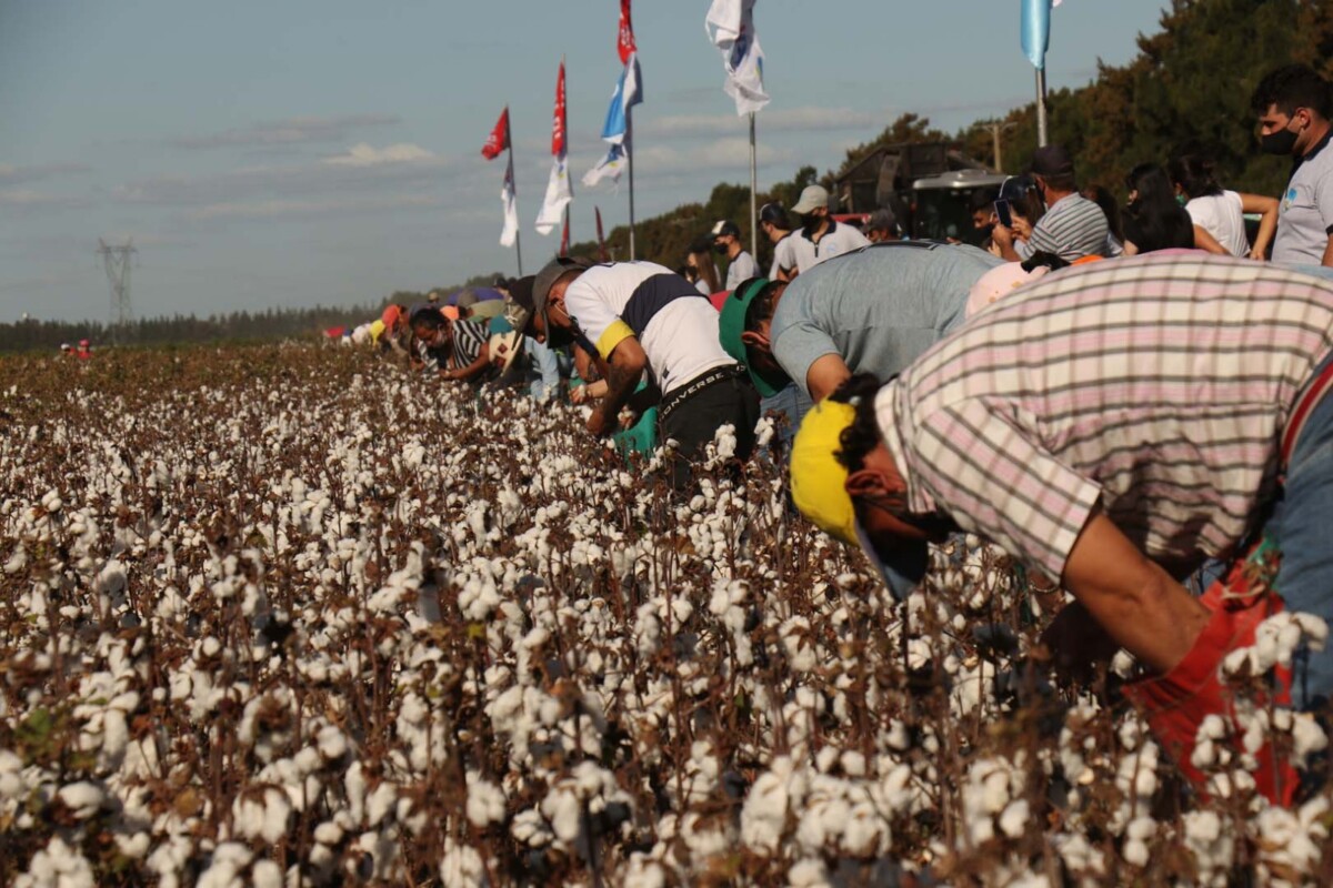 Este sábado, una nueva edición del Concurso de Cosecha Manual de Algodón