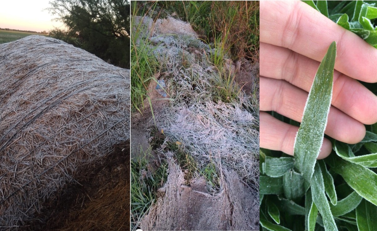 Llegó la primer helada del año al norte de Santa Fe ¿cuáles son las recomendaciones?