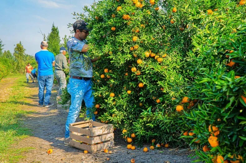 Malabrigo: Realizan el concurso de despoje de la Fiesta del Citrus