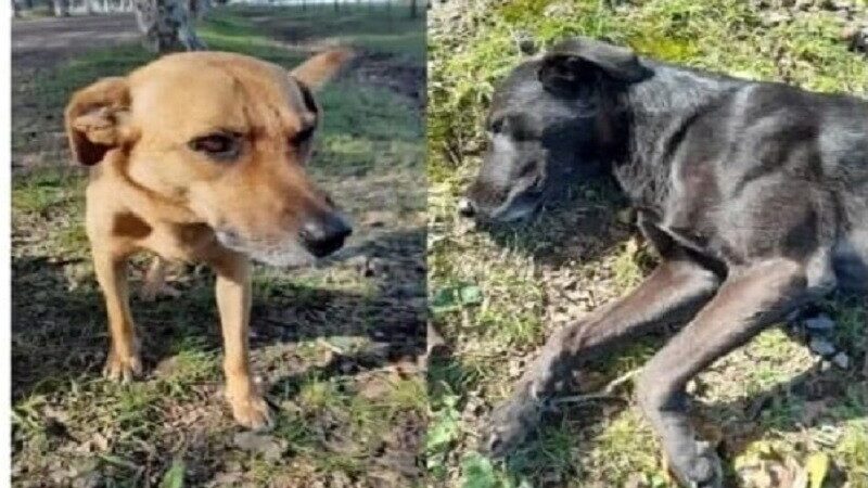 Continúa la investigación por la muerte de dos perros en el Cementerio de Malabrigo