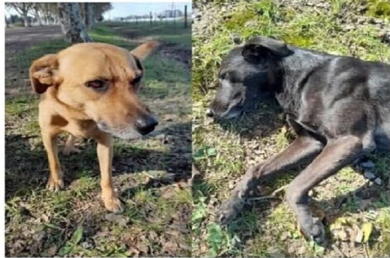 Continúa la investigación por la muerte de dos perros en el Cementerio de Malabrigo