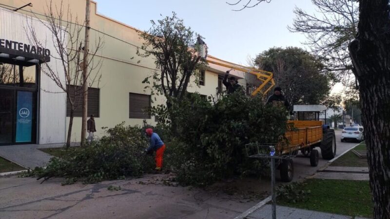Avellaneda realizó tareas de poda para mejorar la salud del arbolado urbano