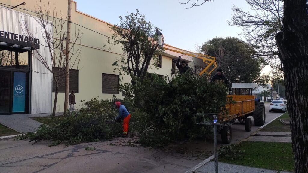 Avellaneda realizó tareas de poda para mejorar la salud del arbolado urbano