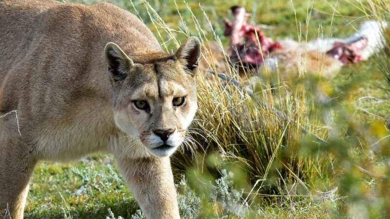 Un puma atacó al ganado en Campo Ramseyer, en zona sur de Malabrigo