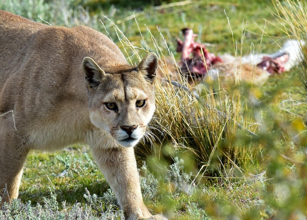 Un puma atacó al ganado en Campo Ramseyer, en zona sur de Malabrigo