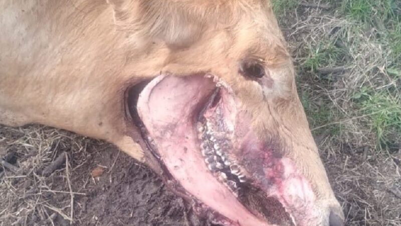 Aparece otra vaca mutilada en un campo de San Manuel ¿cuál es el motivo?