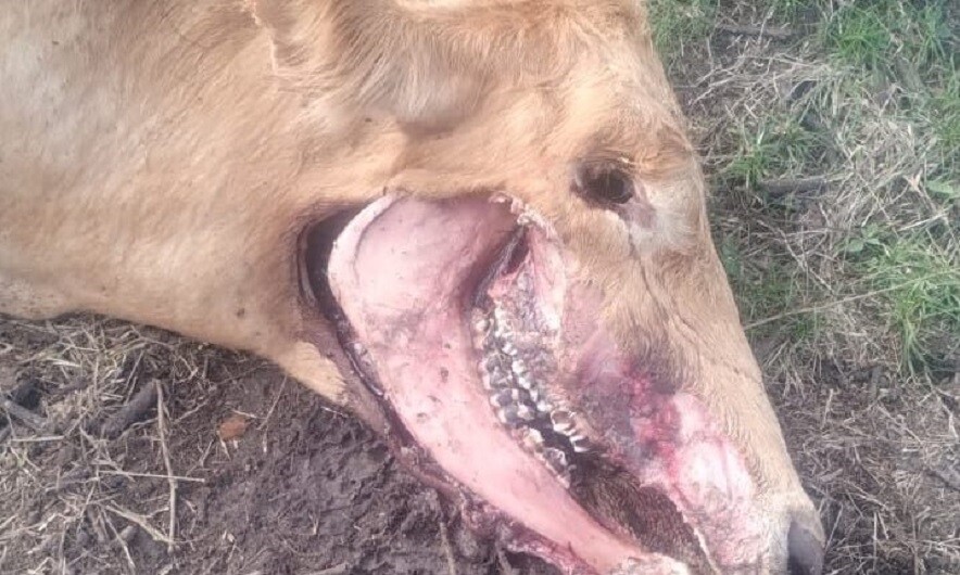 Aparece otra vaca mutilada en un campo de San Manuel ¿cuál es el motivo?