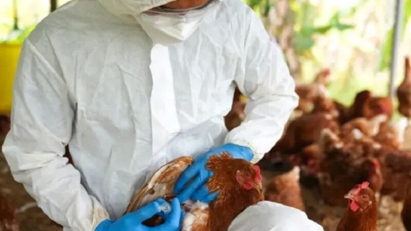 Argentina suspende exportaciones aviares tras un caso de influenza