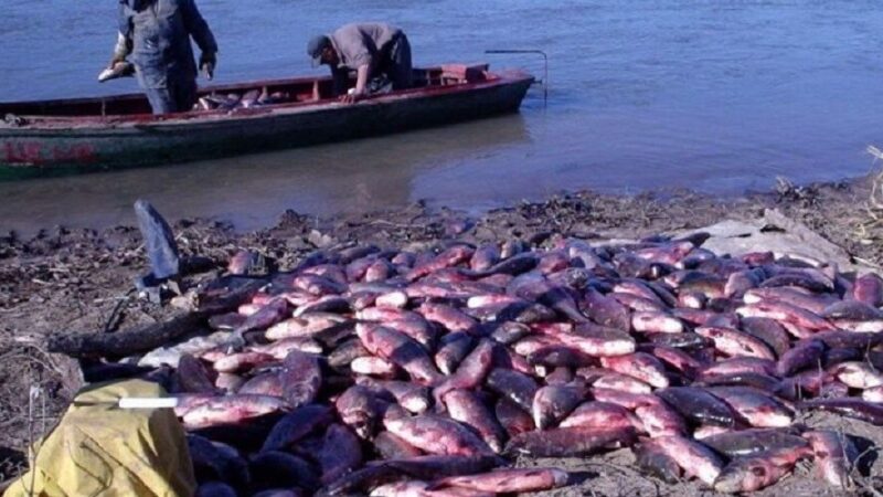Advierten fuerte caída del sábalo en el río Paraná