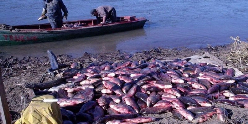 Advierten fuerte caída del sábalo en el río Paraná