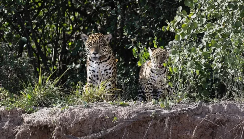 El yaguareté vuelve a reproducirse en el monte chaqueño