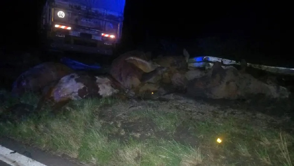 Un camión mató a animales sueltos que estaban sobre Ruta N 3