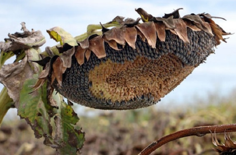 Solicitan declarar plaga a palomas y cotorras que afectan el cultivo de girasol
