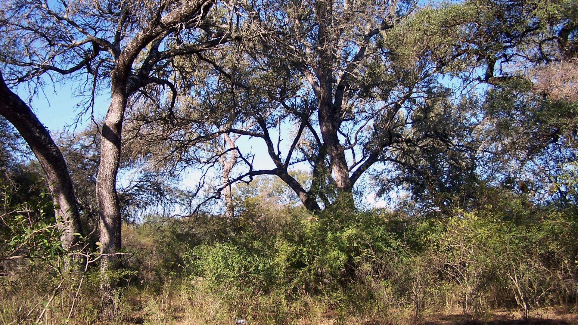 El campo en alerta por sanción a productor bajo la Ley de Bosques Nativos
