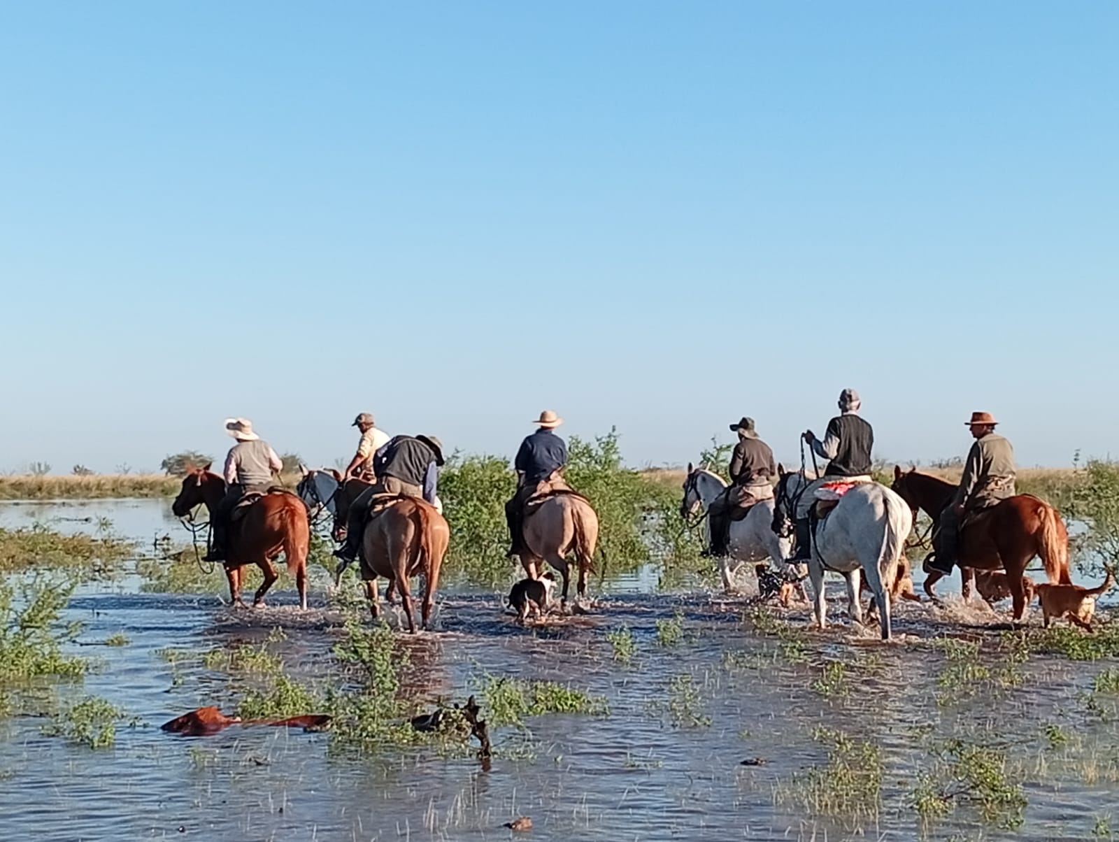 Productores trasladan hacienda en los Bajos Submeridionales por el avance del agua