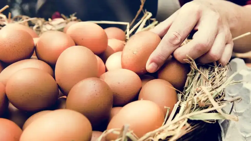 El auge del huevo en Argentina: Récord de consumo y desafíos productivos