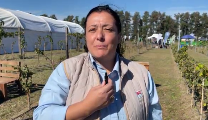 El gobierno de Avellaneda y el INTA impulsan la producción vitivinícola con viñedos experimentales