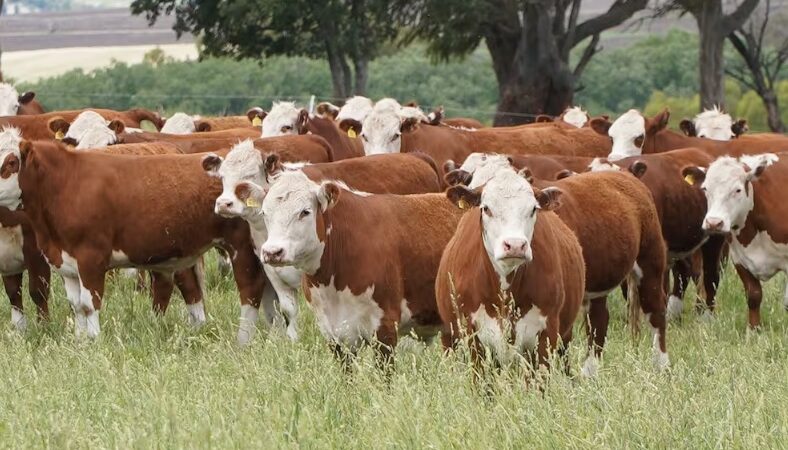 «Cae la faena de vacas en los campos santafesinos» según especialistas de Rosgan