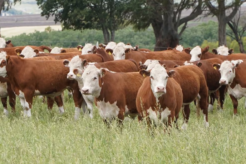 «Cae la faena de vacas en los campos santafesinos» según especialistas de Rosgan
