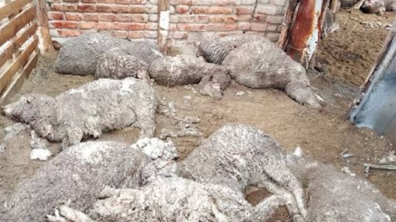 Investigan la extraña mutilación de ovejas en el corral de un campo de Lanteri