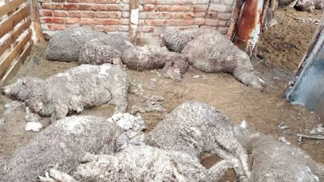 Investigan la extraña mutilación de ovejas en el corral de un campo de Lanteri