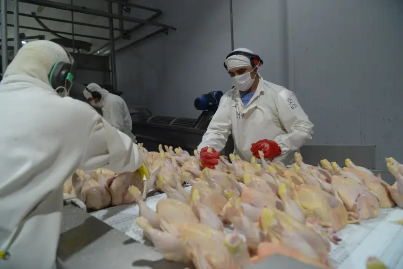 Argentina vuelve a exportar a la UE tras recuperar el estatus sanitario libre de influenza aviar