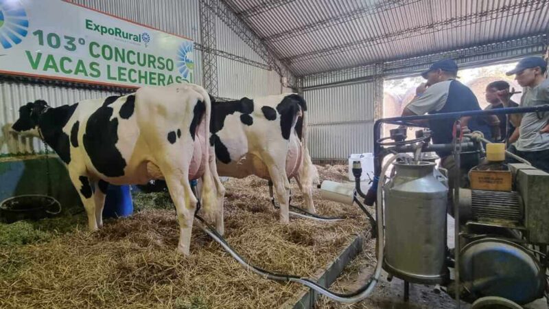 La ExpoRural de Rafaela recibe los primeros animales para un nuevo concurso de Vacas Lecheras