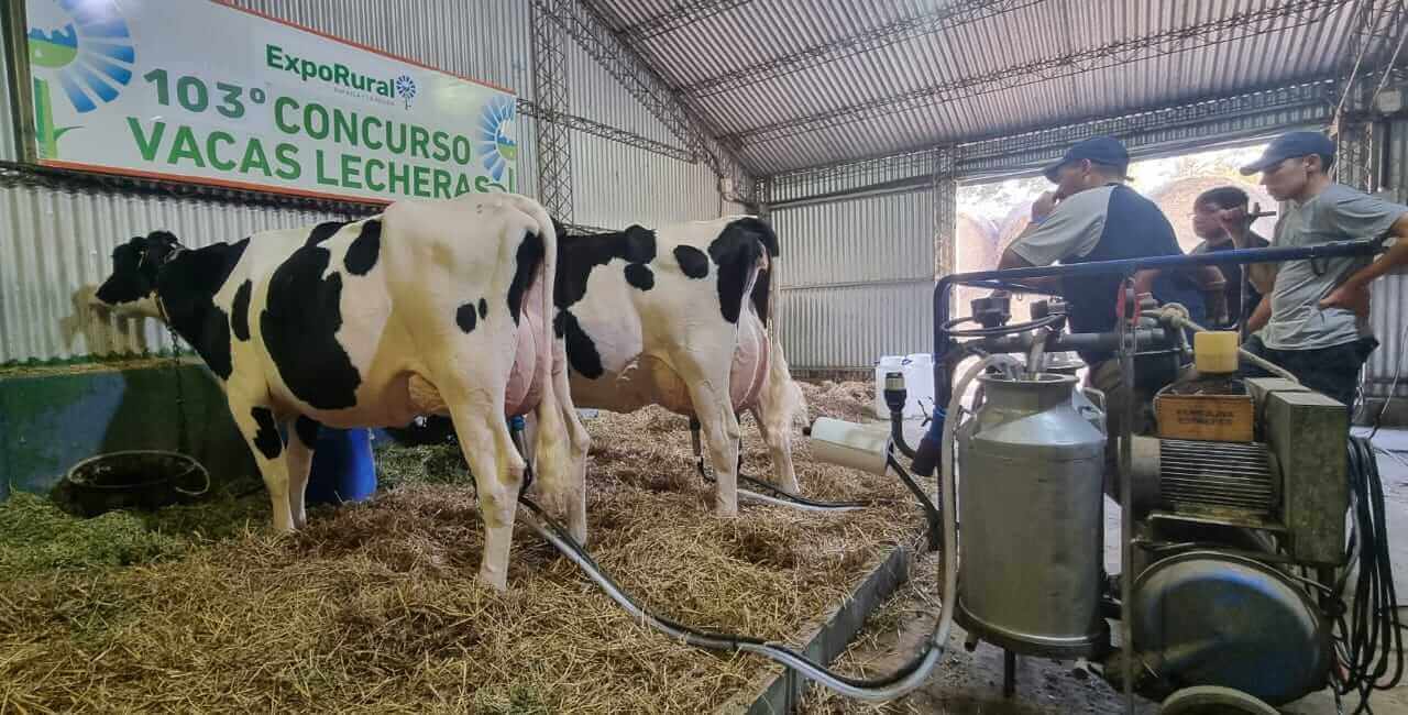 La ExpoRural de Rafaela recibe los primeros animales para un nuevo concurso de Vacas Lecheras