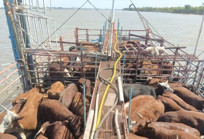 El Puerto Reconquista prepara la evacuación de ganado ante la llegada de El Niño ¿En qué consiste el plan?