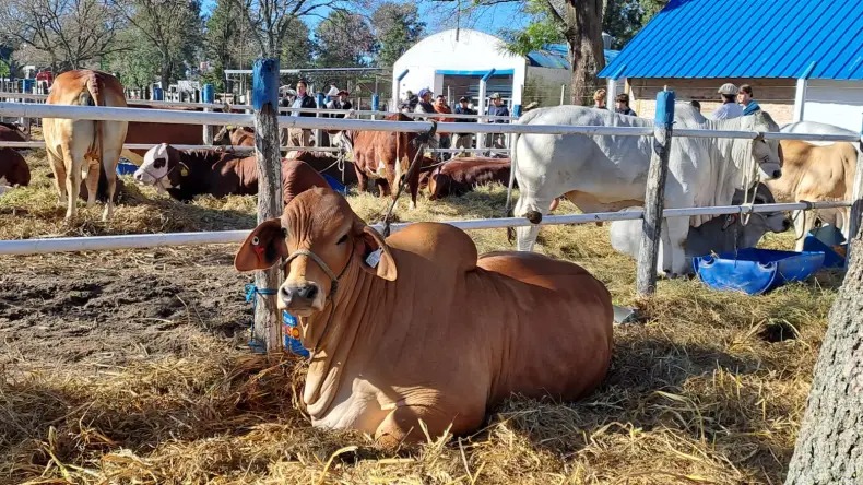 Expo Rural Reconquista: realizan el gran remate de reproductores que reúne a ejemplares de la región