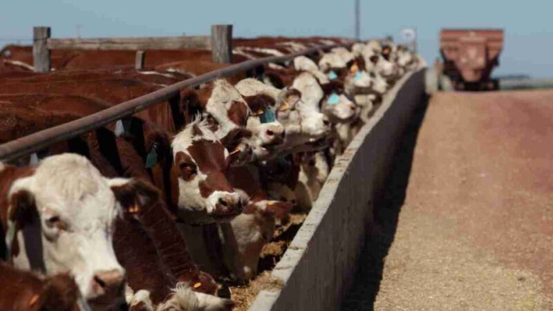 El SENASA simplificó los requisitos para la inscripción de feedlots en todo el país ¿Cuáles son los cambios?