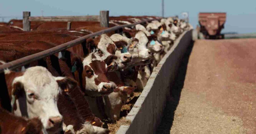 El SENASA simplificó los requisitos para la inscripción de feedlots en todo el país ¿Cuáles son los cambios?