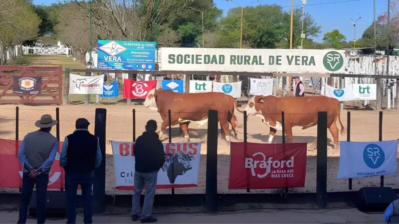 Vera: Más de 140 reproductores y vaquillonas se ofrecerán en el Remate del Noreste