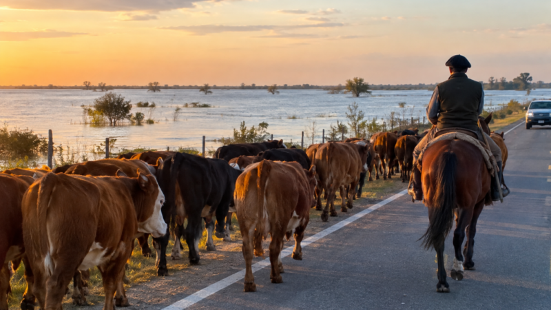 Romang advierte por el traslado de animales por Ruta 1 ante la crecida del Paraná